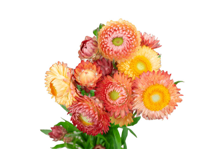 Strawflower Apricot Mix Apricot 70 cm