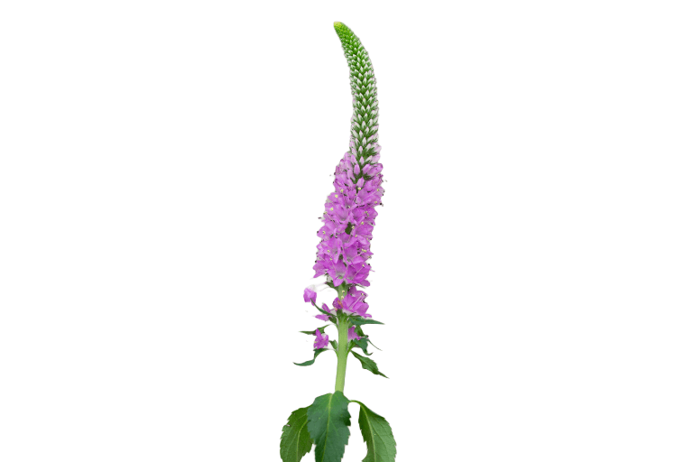 Veronica Skyler Pink 60 Cm