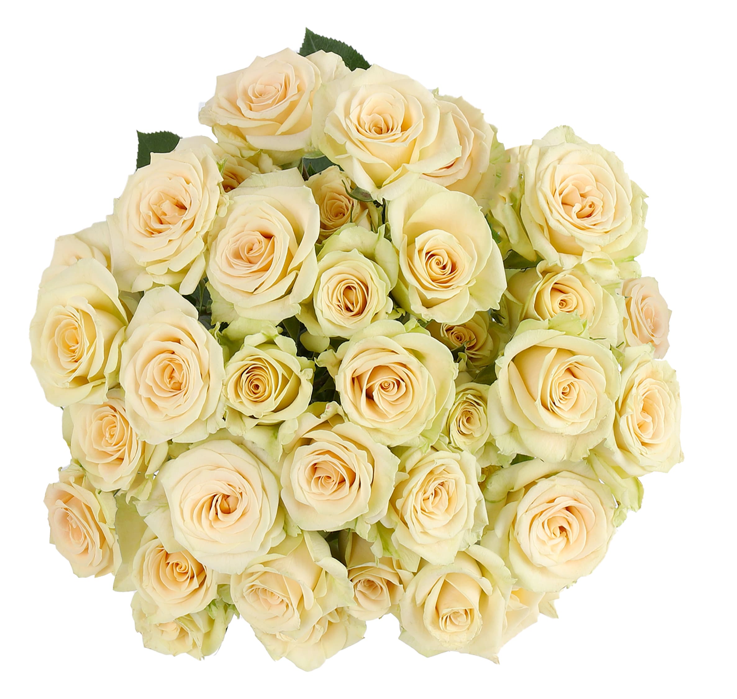 Spray Rose Creta Cream Peach 40 cm