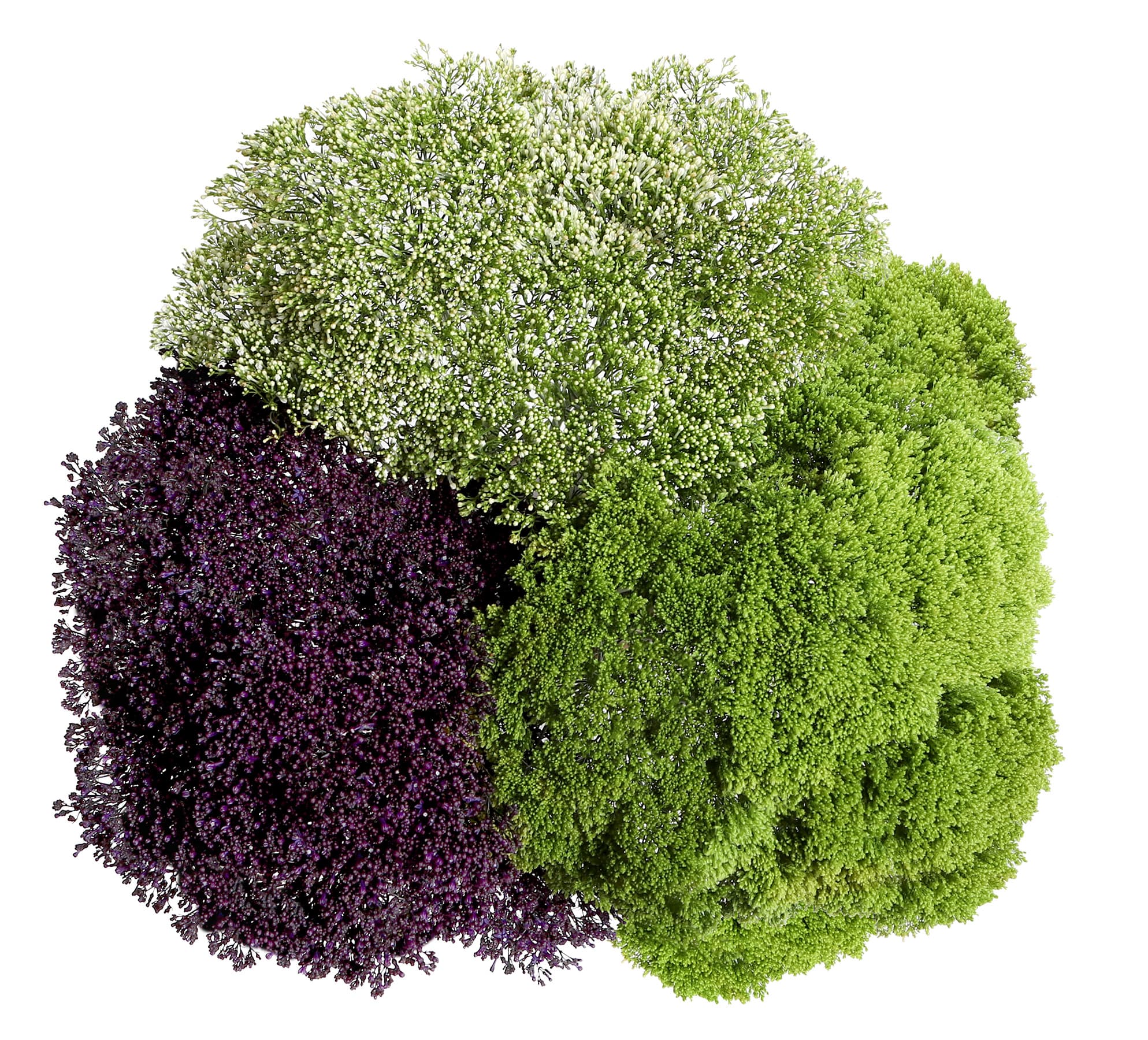Trachelium Assorted 60 cm
