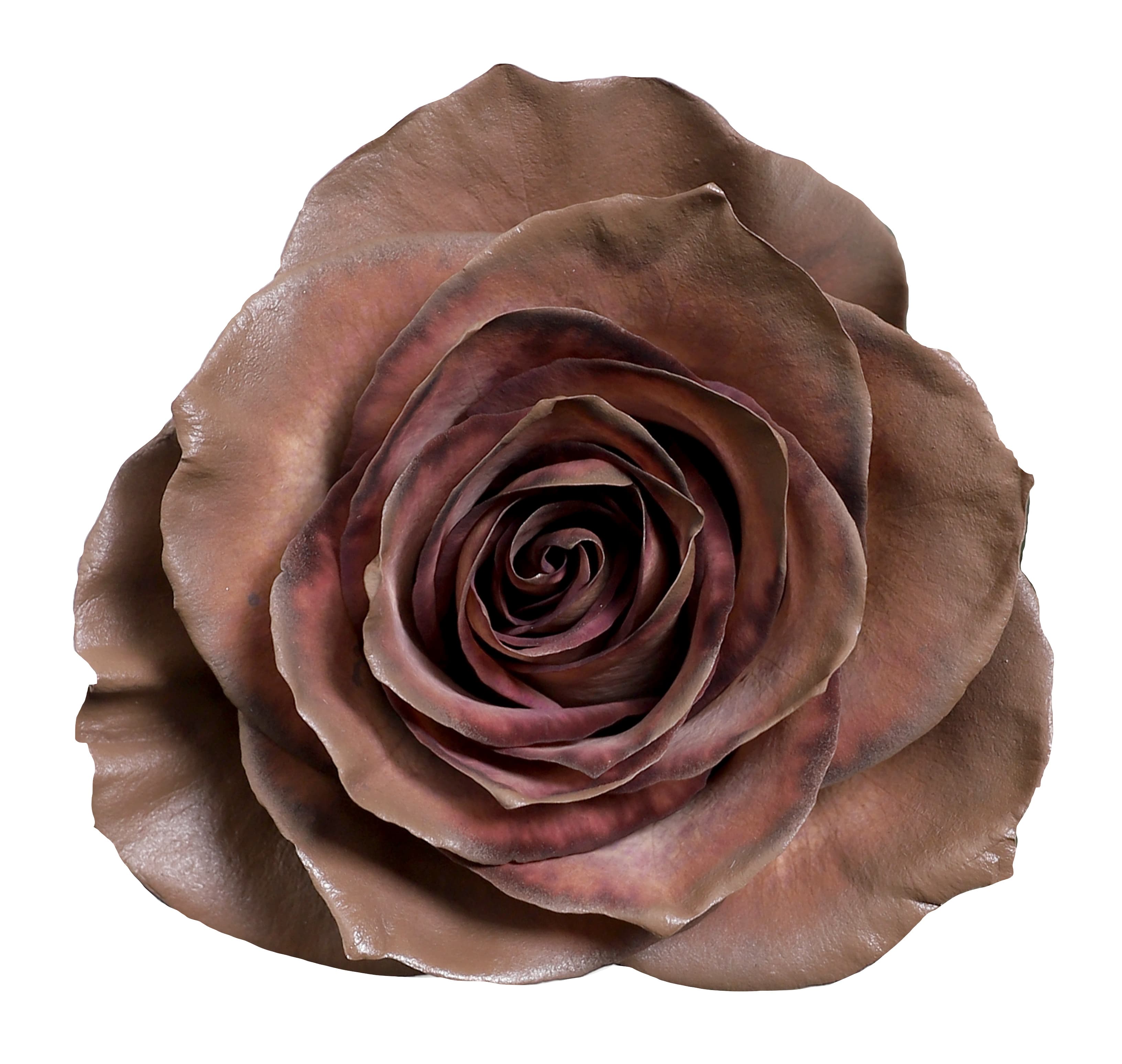 Rose Cioccolato Tinted Brown 50 Cm