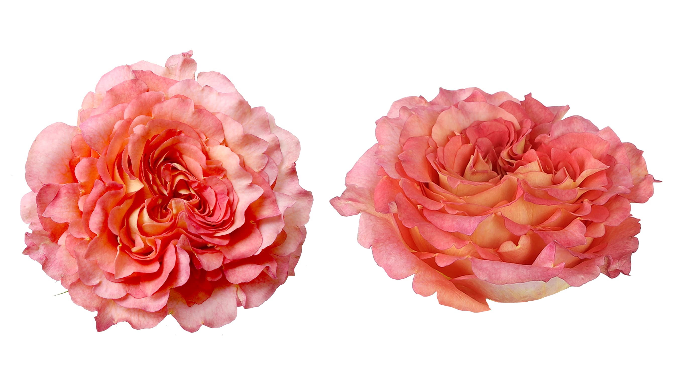 Rose Country Aquarell Salmon Pink 50 cm