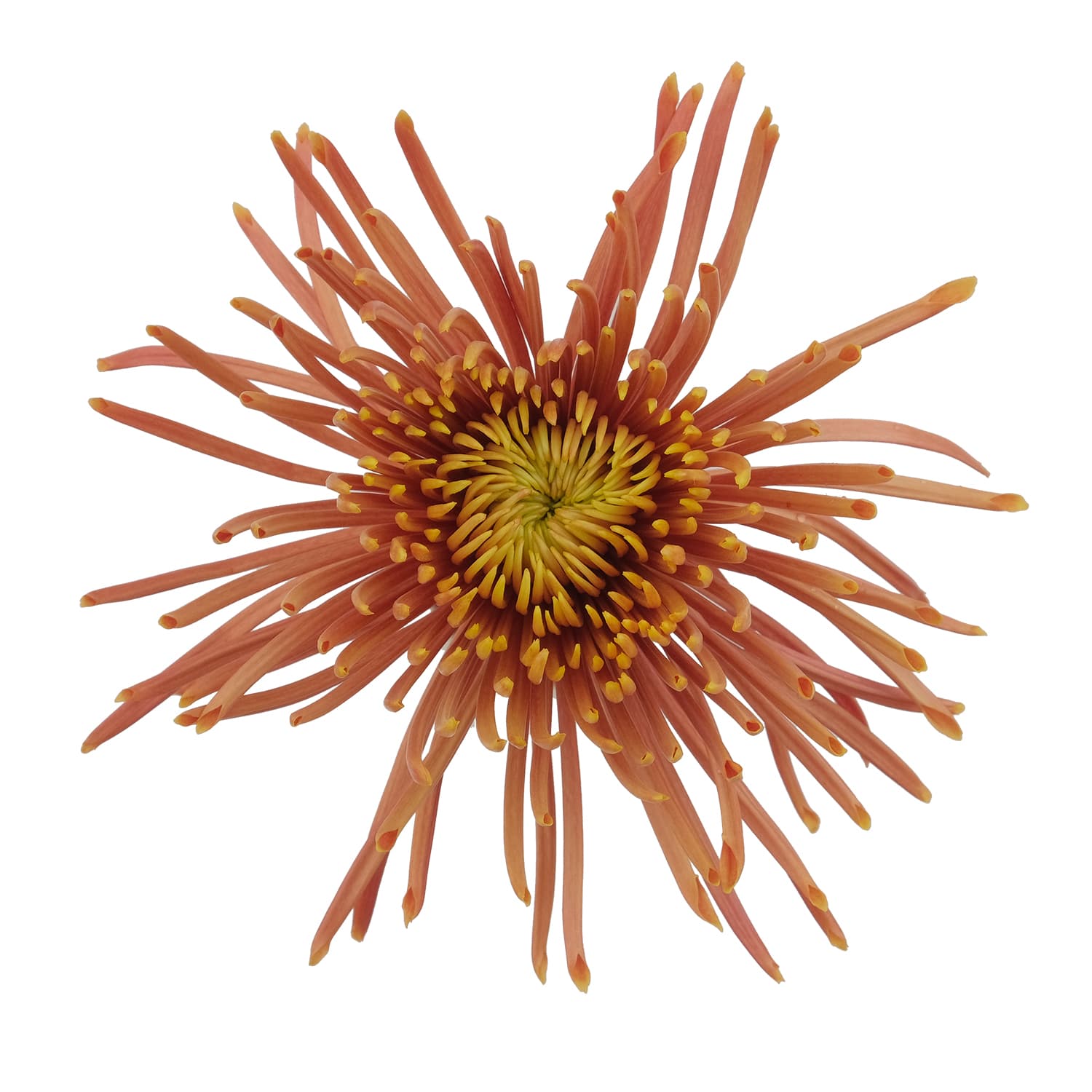 Mum Disbud Spider Flambeu Bronze