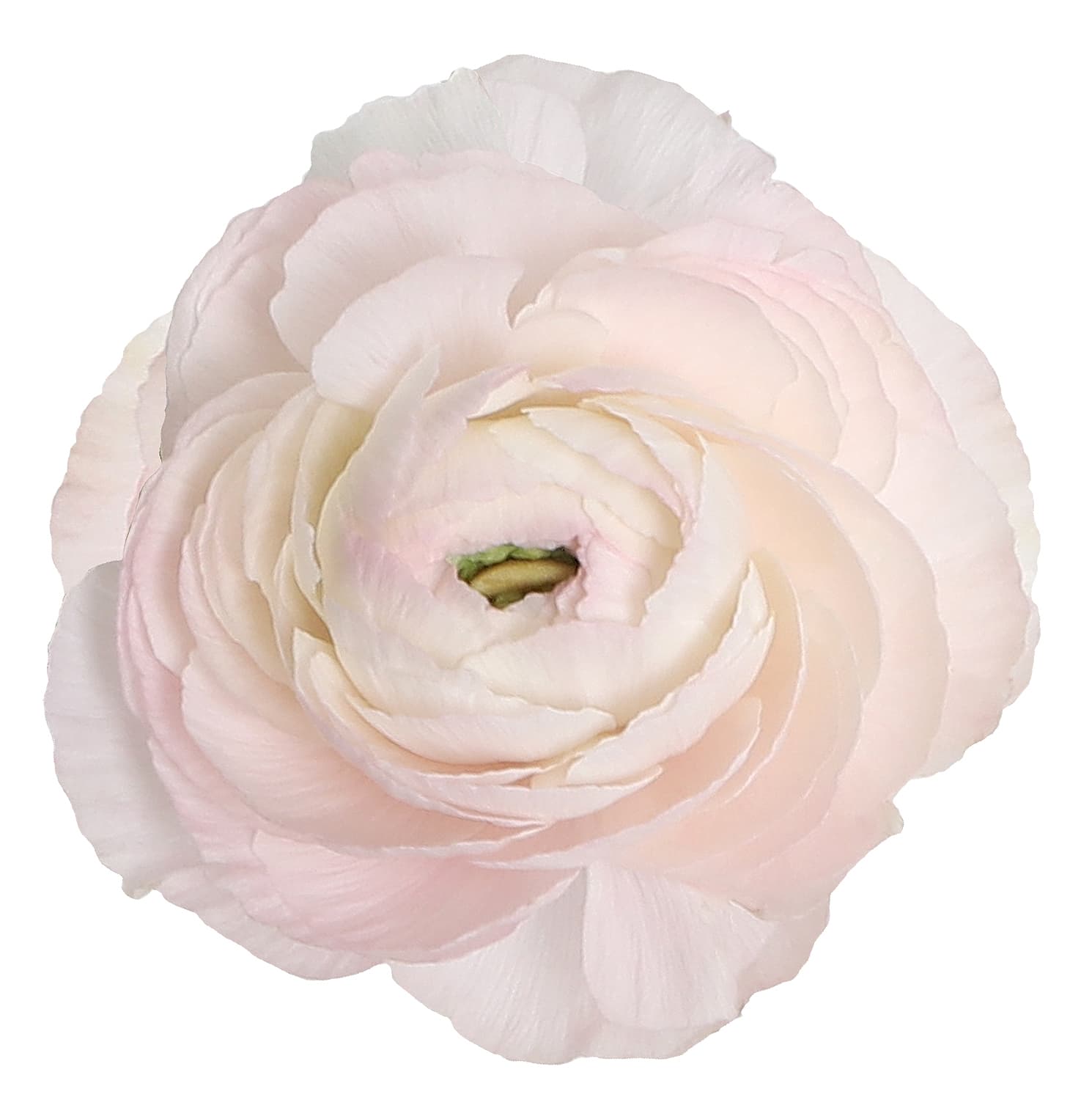 Ranunculus Cloni Success Hanoi Blush White 40 Cm