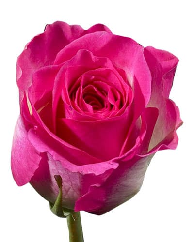 Rose Malibu Bi Pink 40 Cm