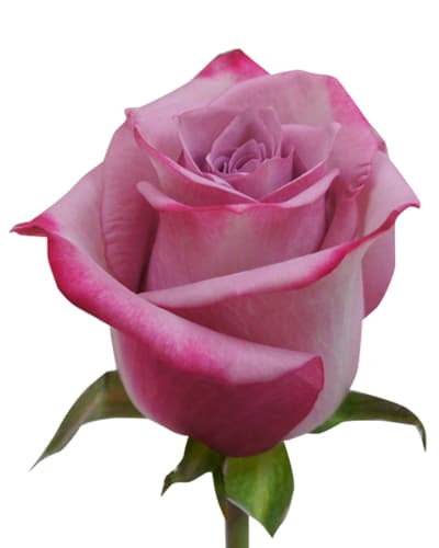 Rose Deep Purple Lavender 50 Cm