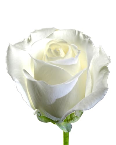 Rose Tibet White 50 Cm