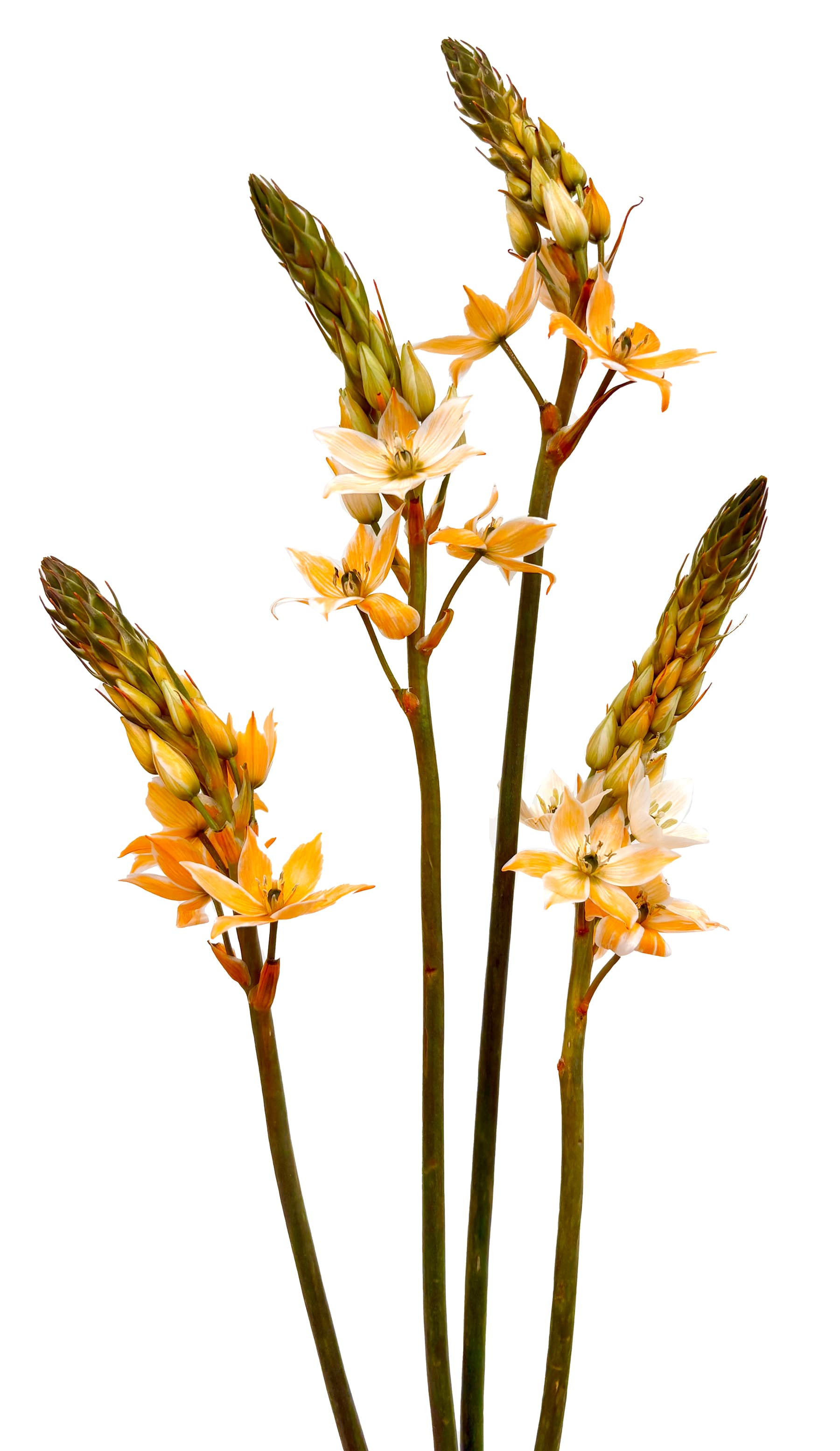 Ornithogalum Star Of Bethlehem Tinted Orange 50 Cm
