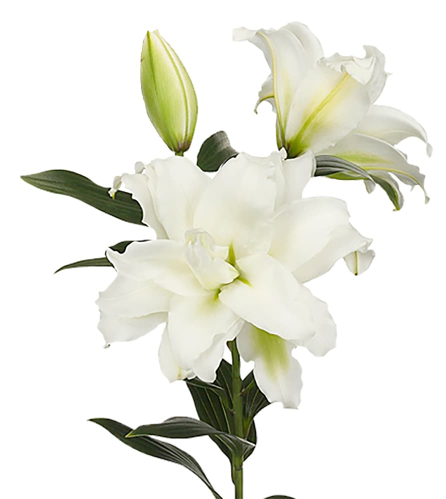 Lily Oriental Roselily White 2/3 Blooms