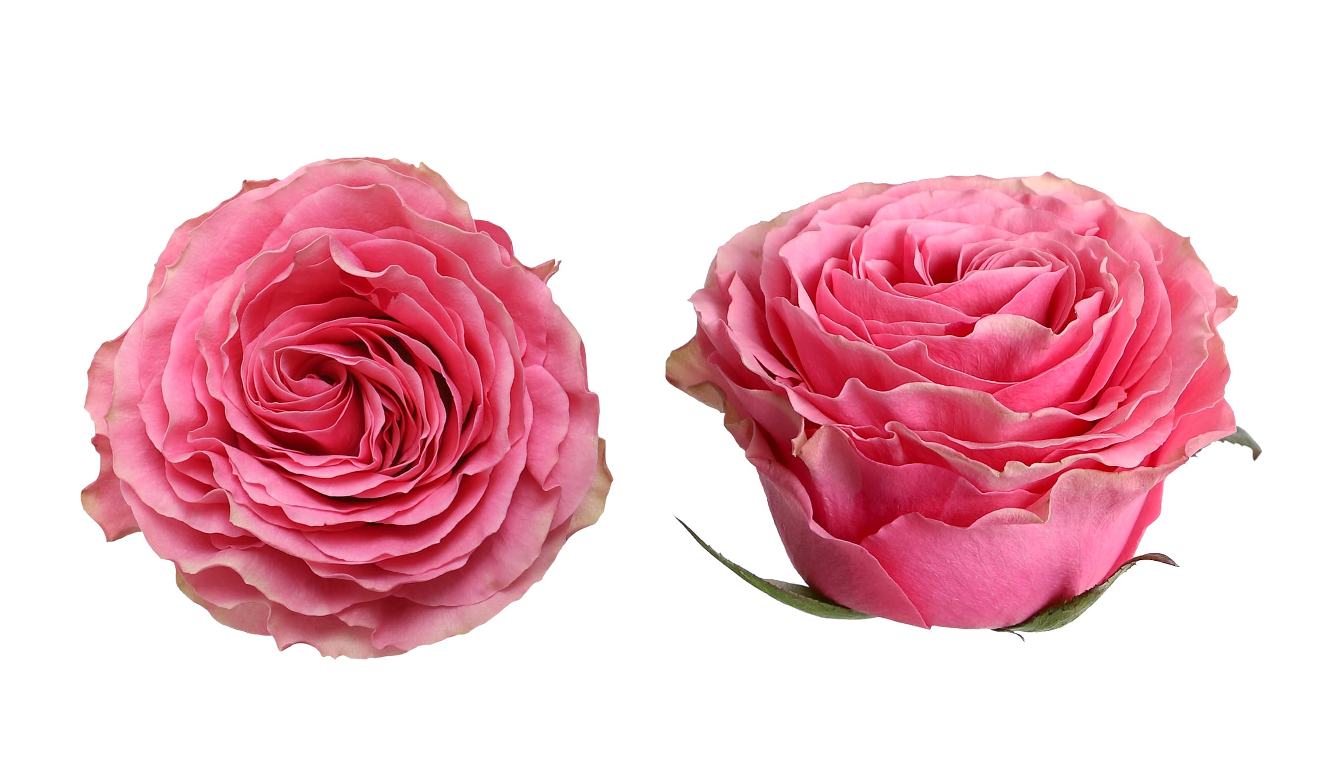 Rose Sweet Spot Medium Pink 50 cm