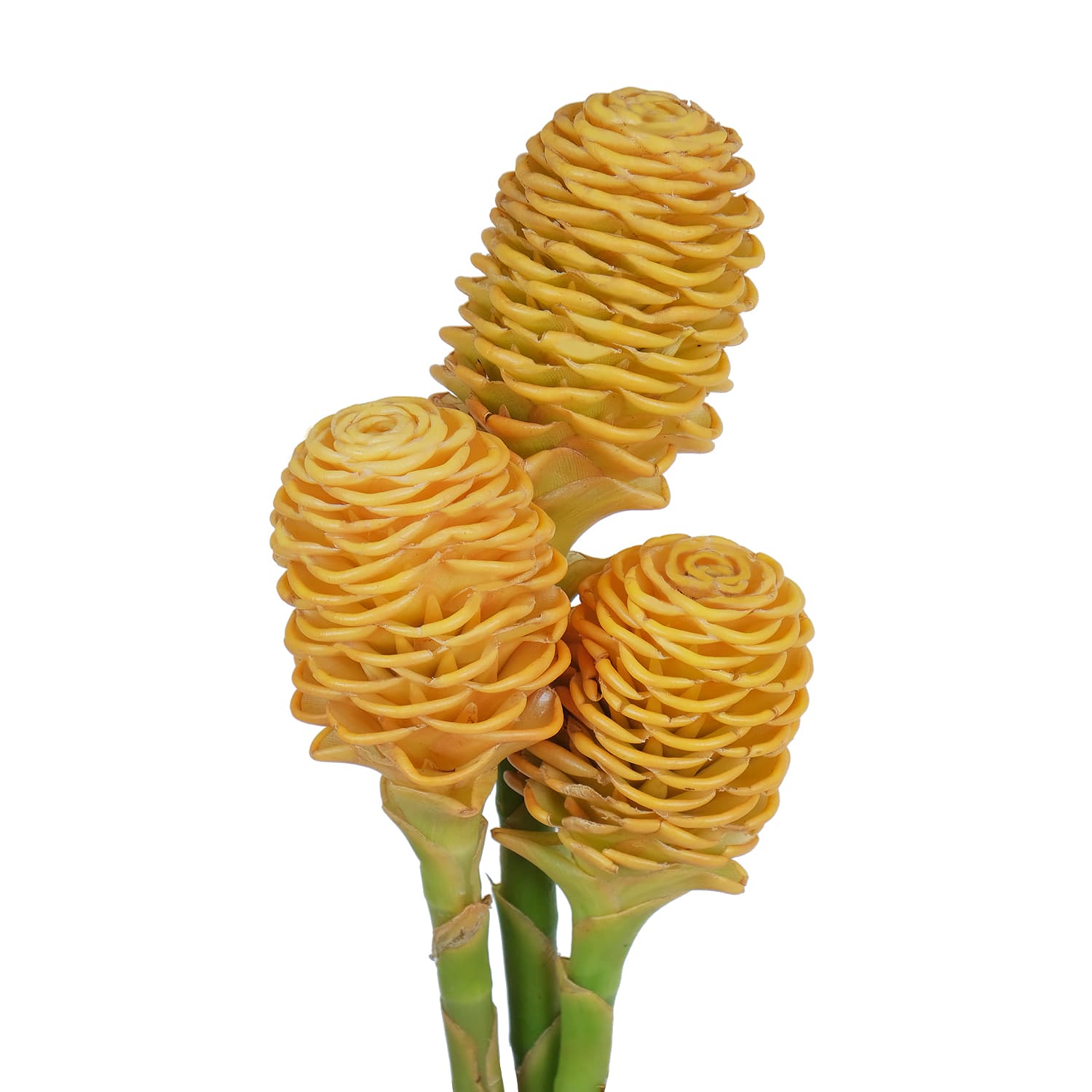 Tropical Shampoo Ginger Premium