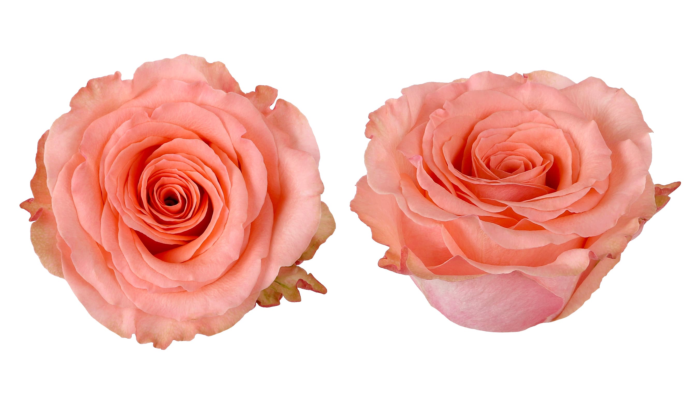 Rose Superstition Salmon Pink 40 cm