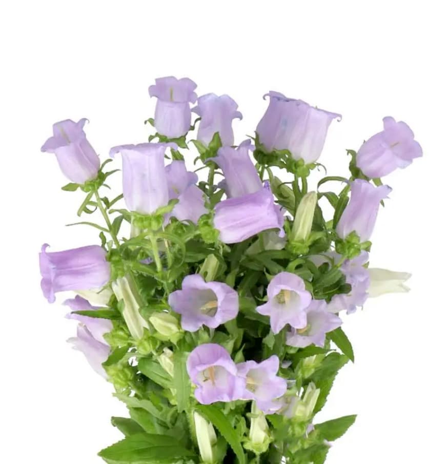 Campanula Lavender 60 cm