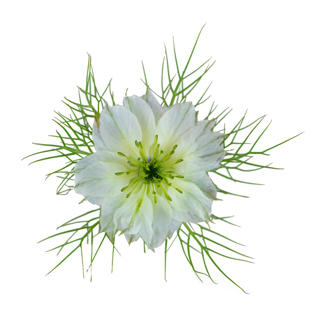 Nigella Nigella White 80/90 Cm