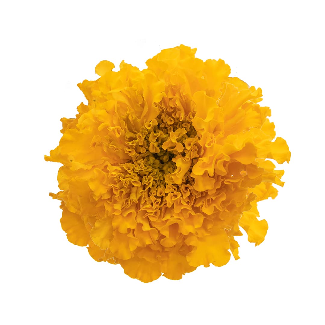 Marigold Coco Yellow 50 Cm
