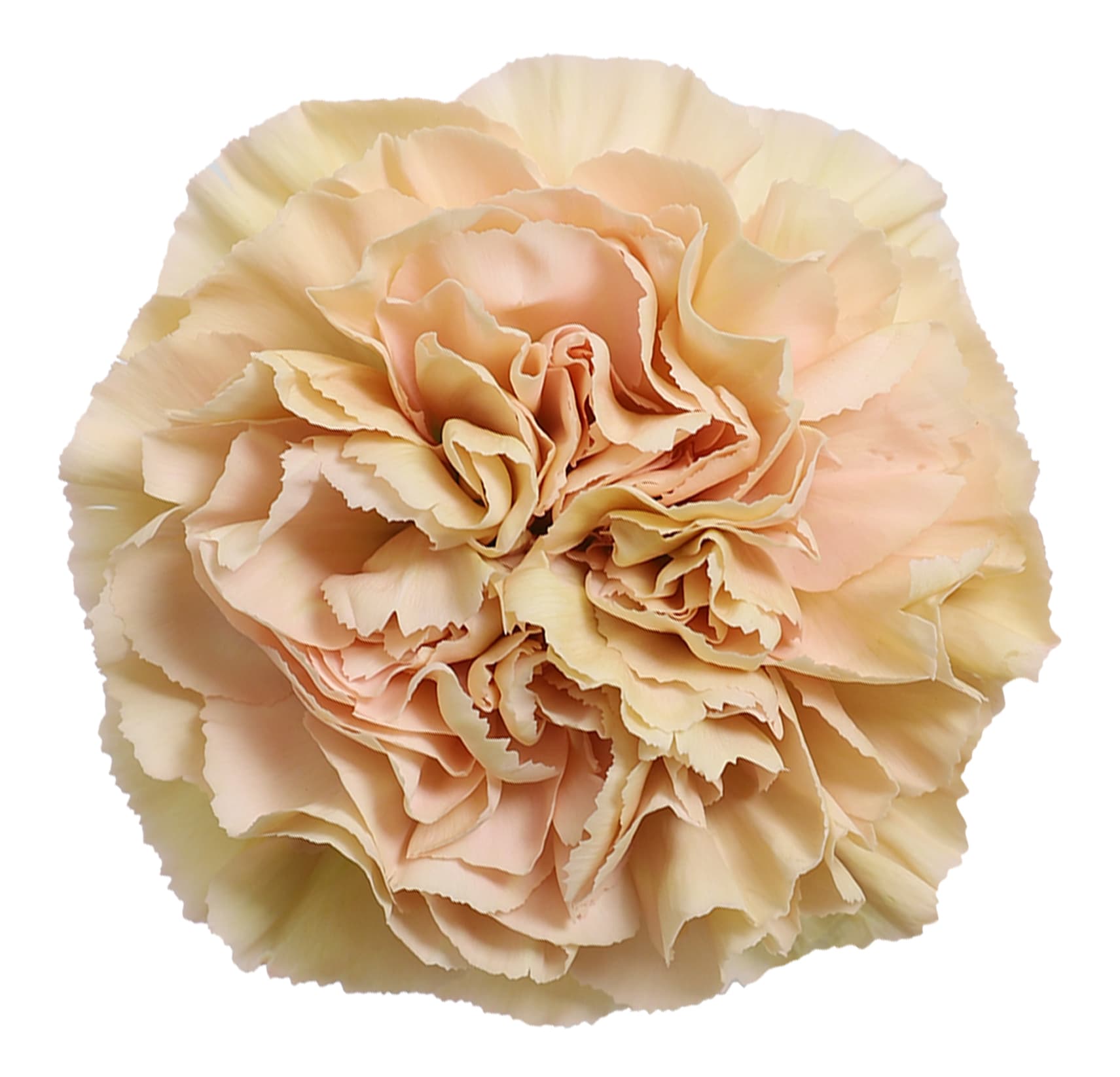 Carn Altamira Cream Blush Peach Sel