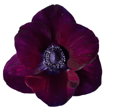 Anemone Bayola Dark Purple 30/40 Cm