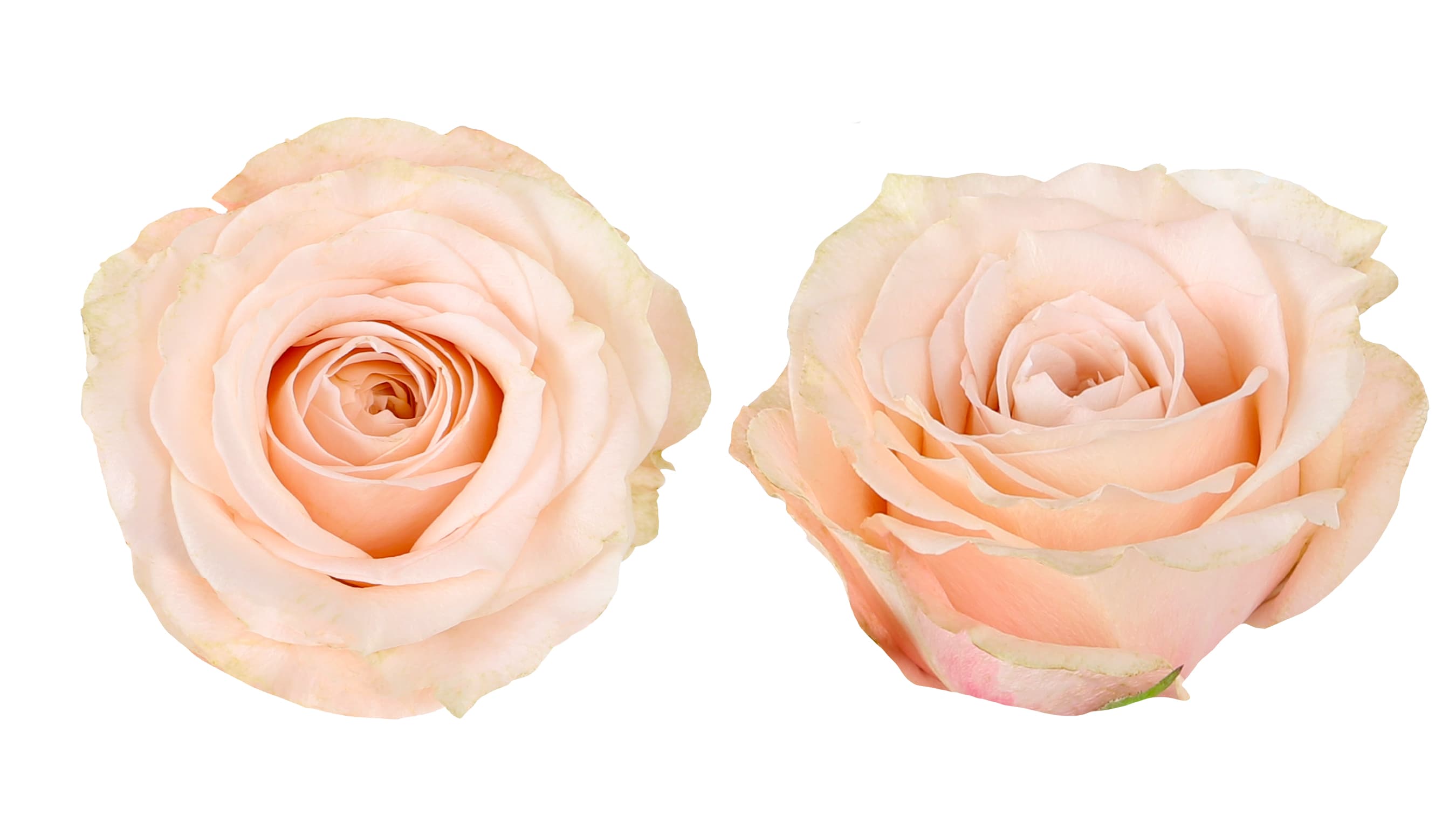 Rose Calixta Peachy Pink 60 Cm