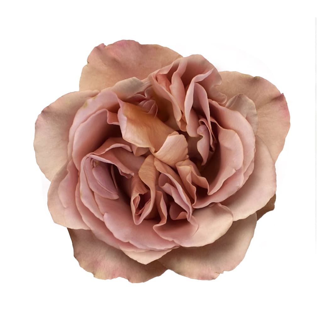 Garden Rose Cafe Latte Mauve 40 cm