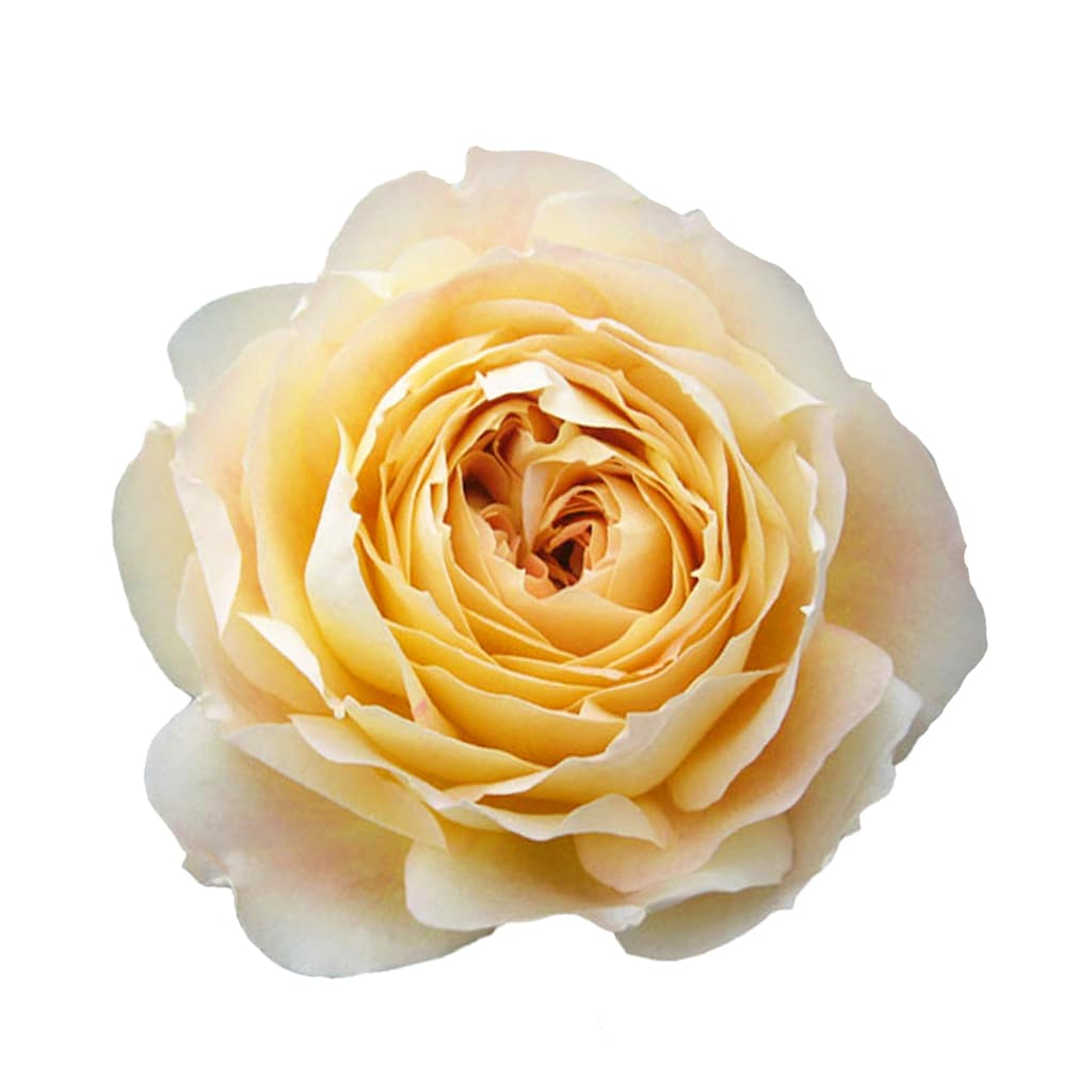 Garden Rose Caramel Antike Cream 40/50 cm