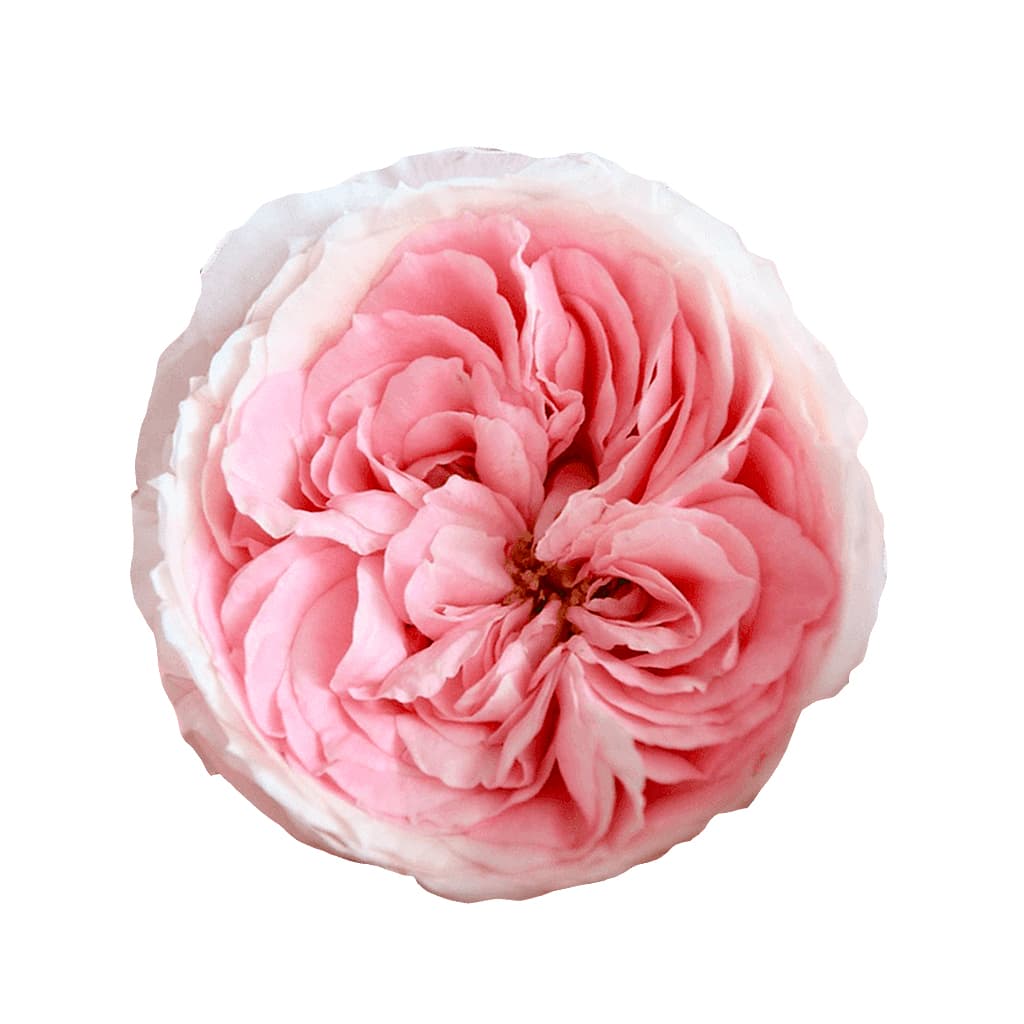 Garden Rose Mayra's Bridal Light Pink 40 cm