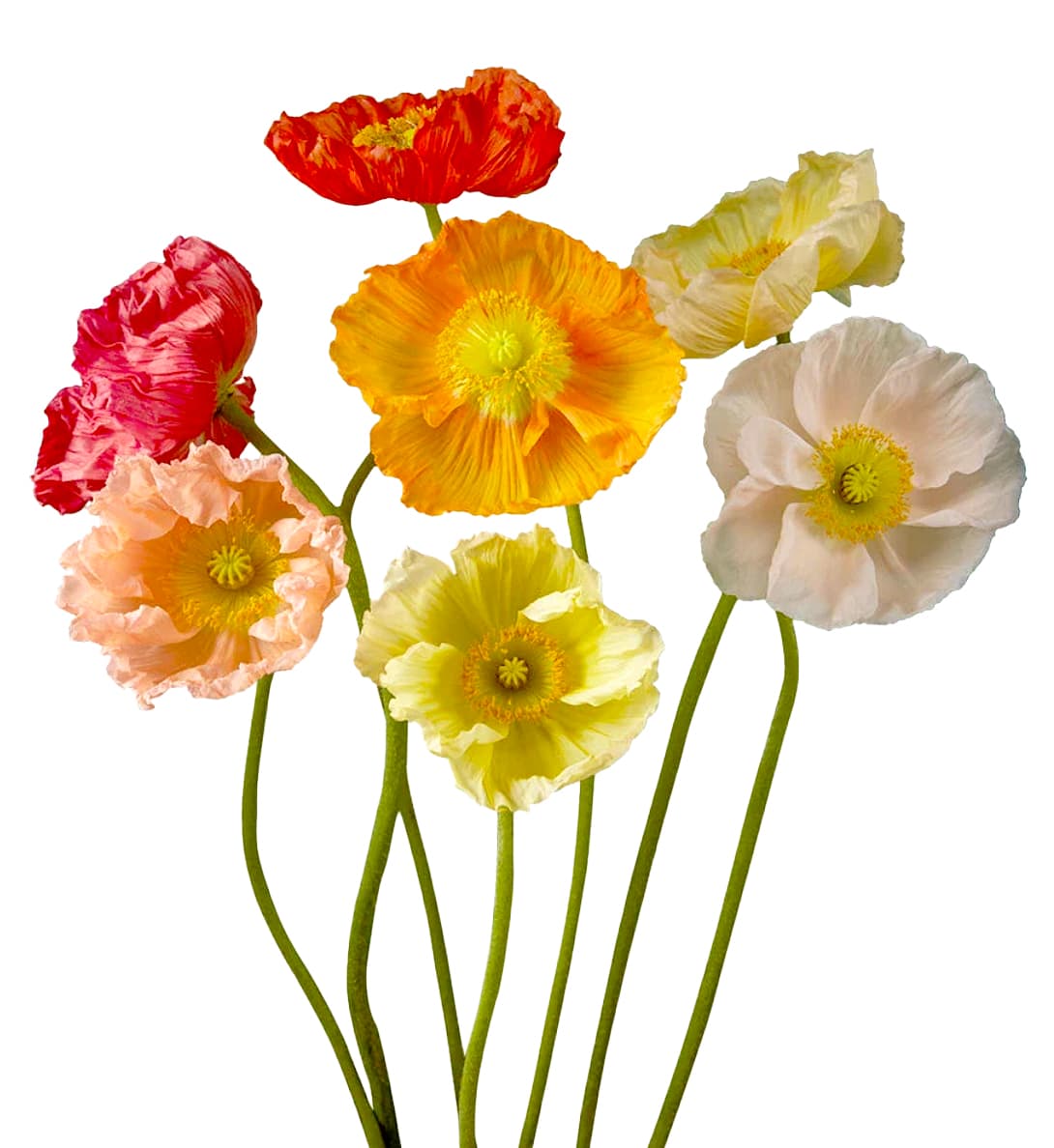 Poppy Rainbow Assorted 50 cm