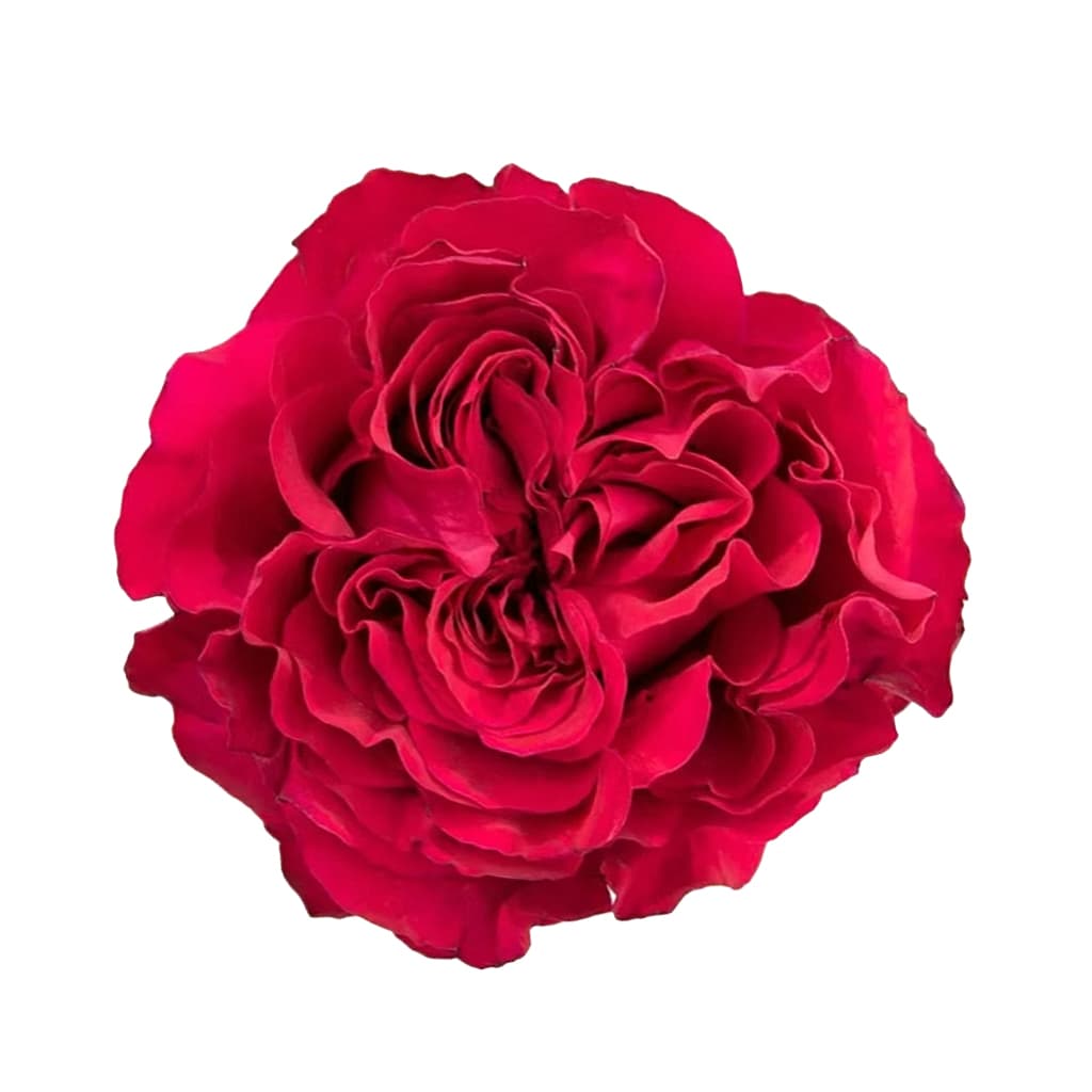 Garden Rose Mayra's Hot Pink Dark Pink 40 Cm