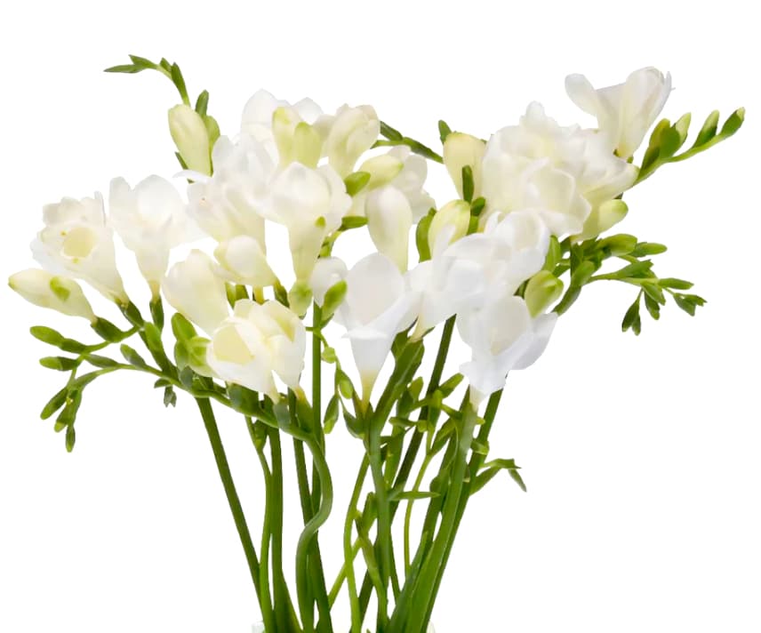 Freesia White 40 Cm