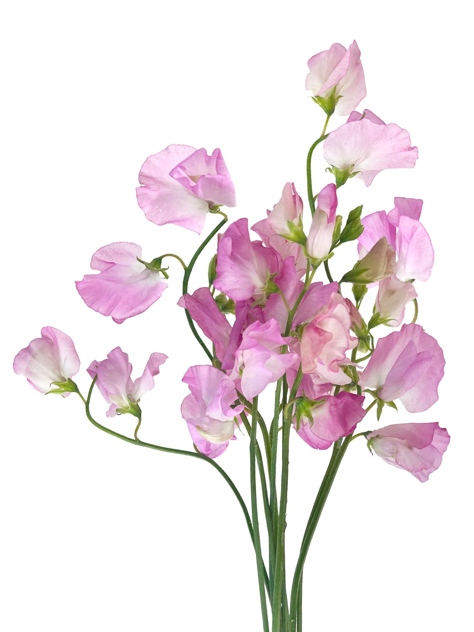 Sweet Pea Sweet Pea Pink 40 Cm
