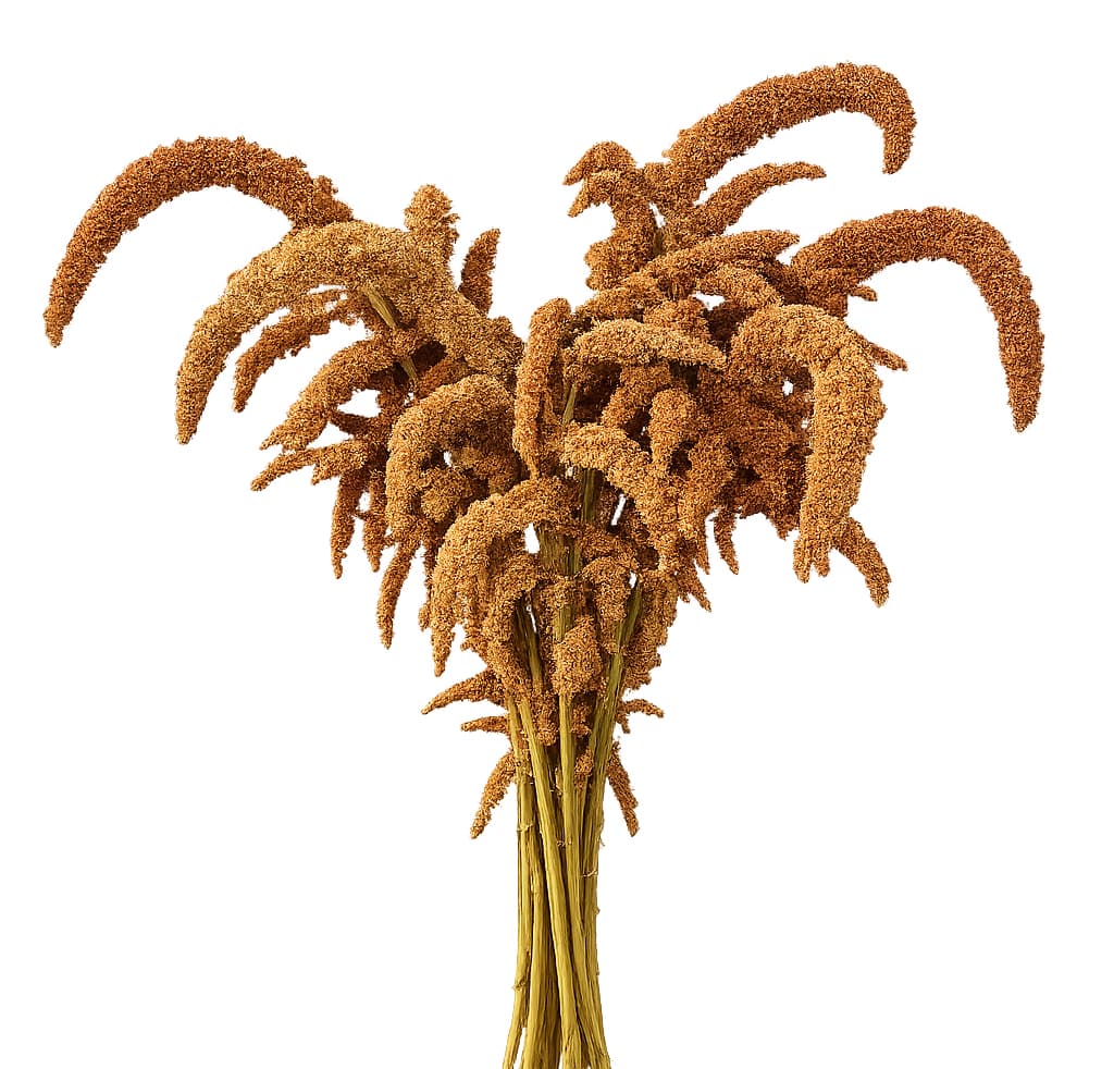 Amaranthus Hot Biscuit Upright Bronze 70 Cm