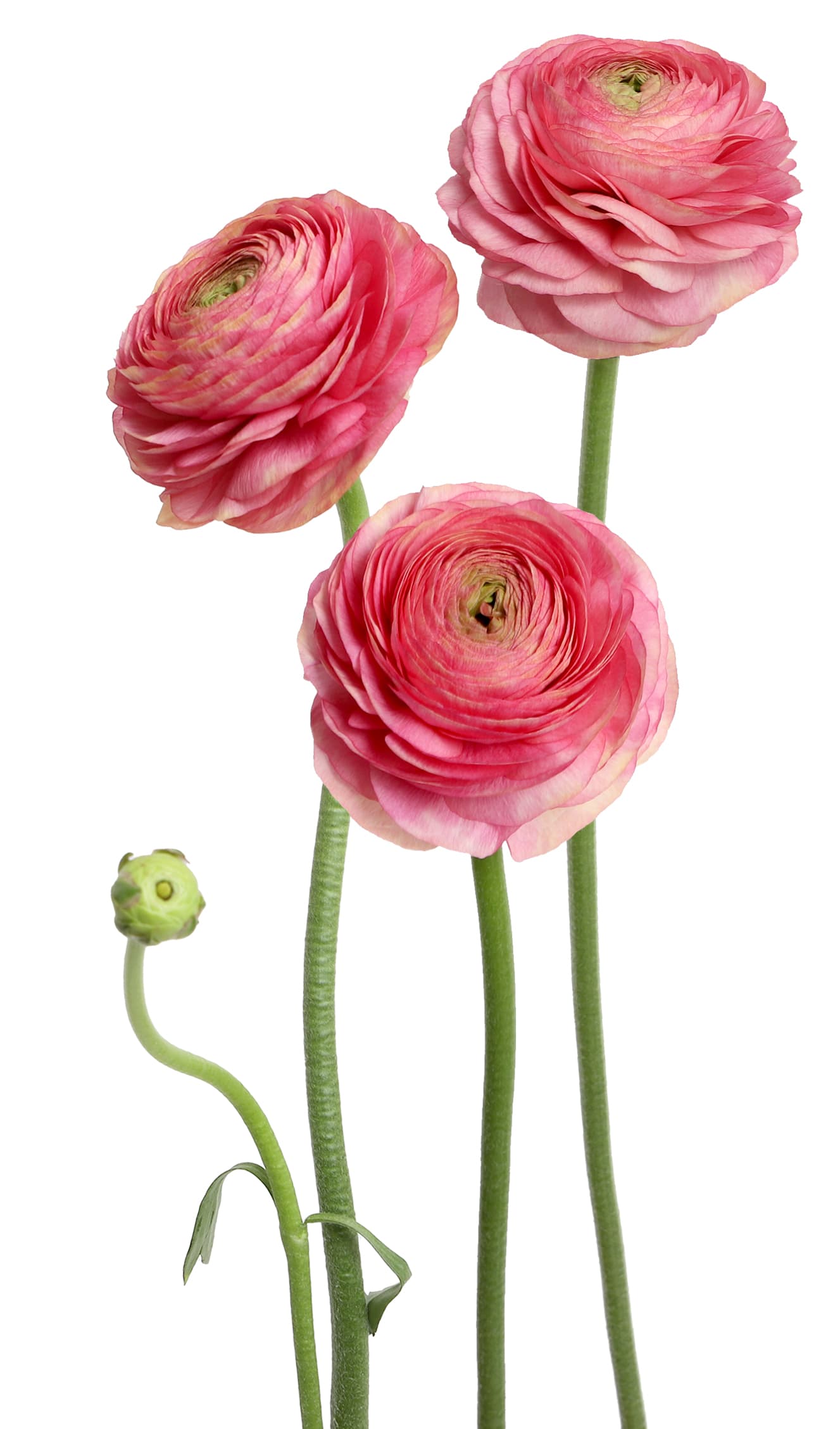 Ranunculus Cloni Success Charleston Dark Pink/coral 35/40 Cm