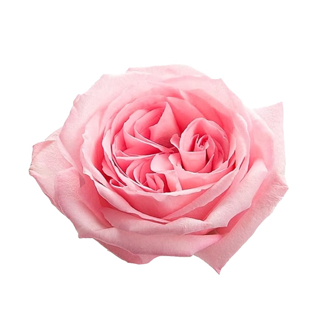 Garden Rose Pink O'Hara Pink 40 cm