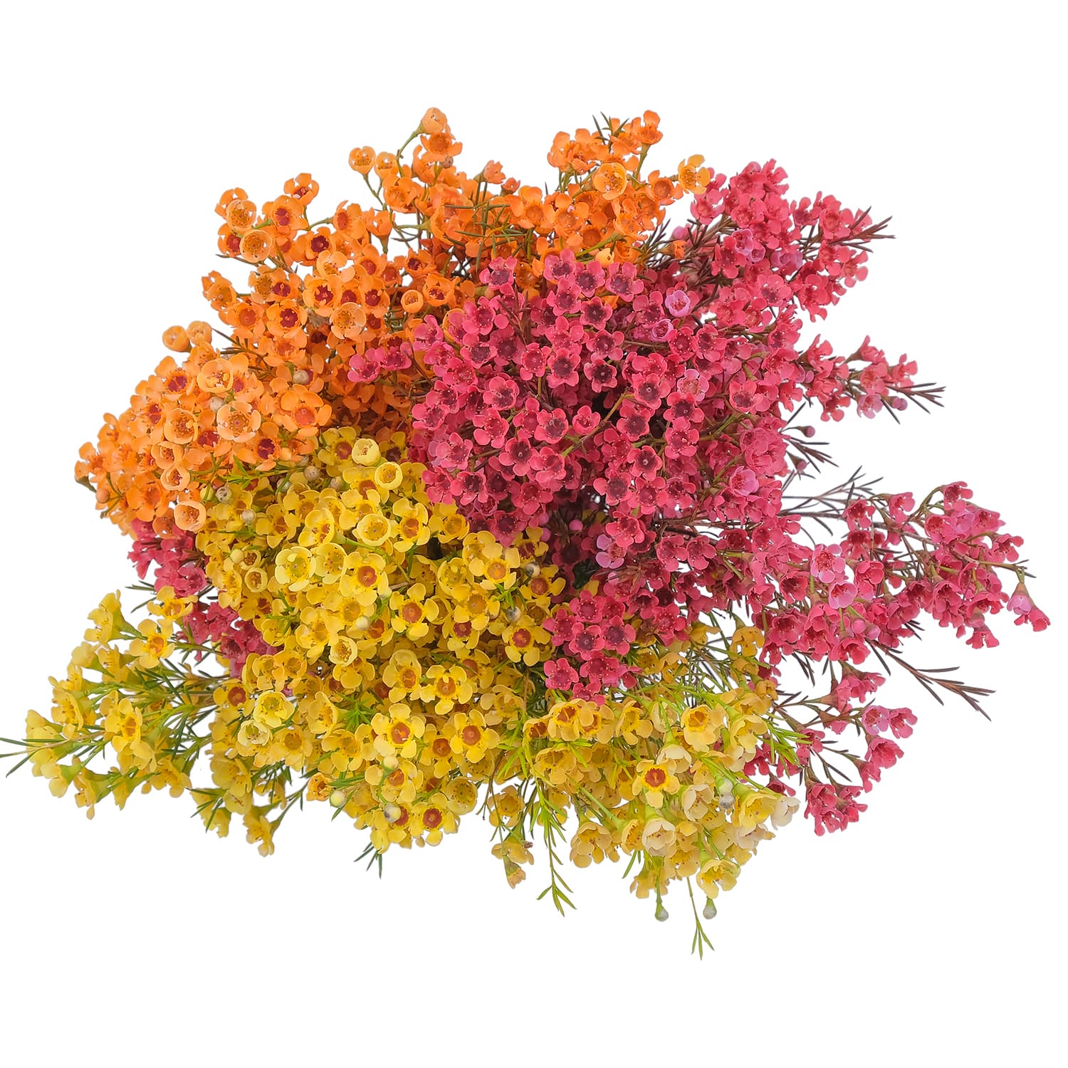 Waxflower Tinted Fall Pack 320 Grams 60 Cm