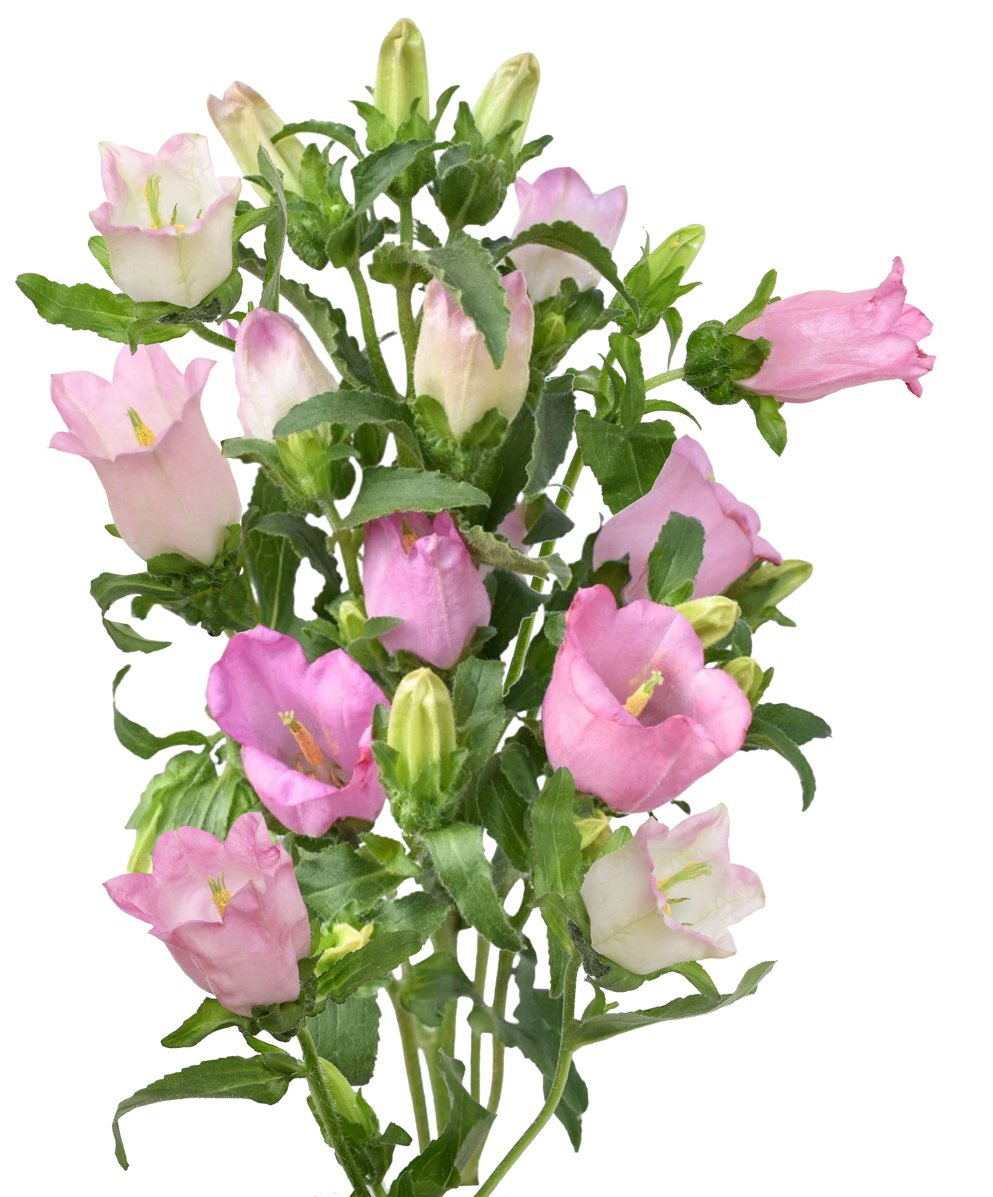 Campanula Pink 60 Cm
