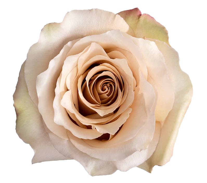 Rose Quicksand Sand 40 Cm