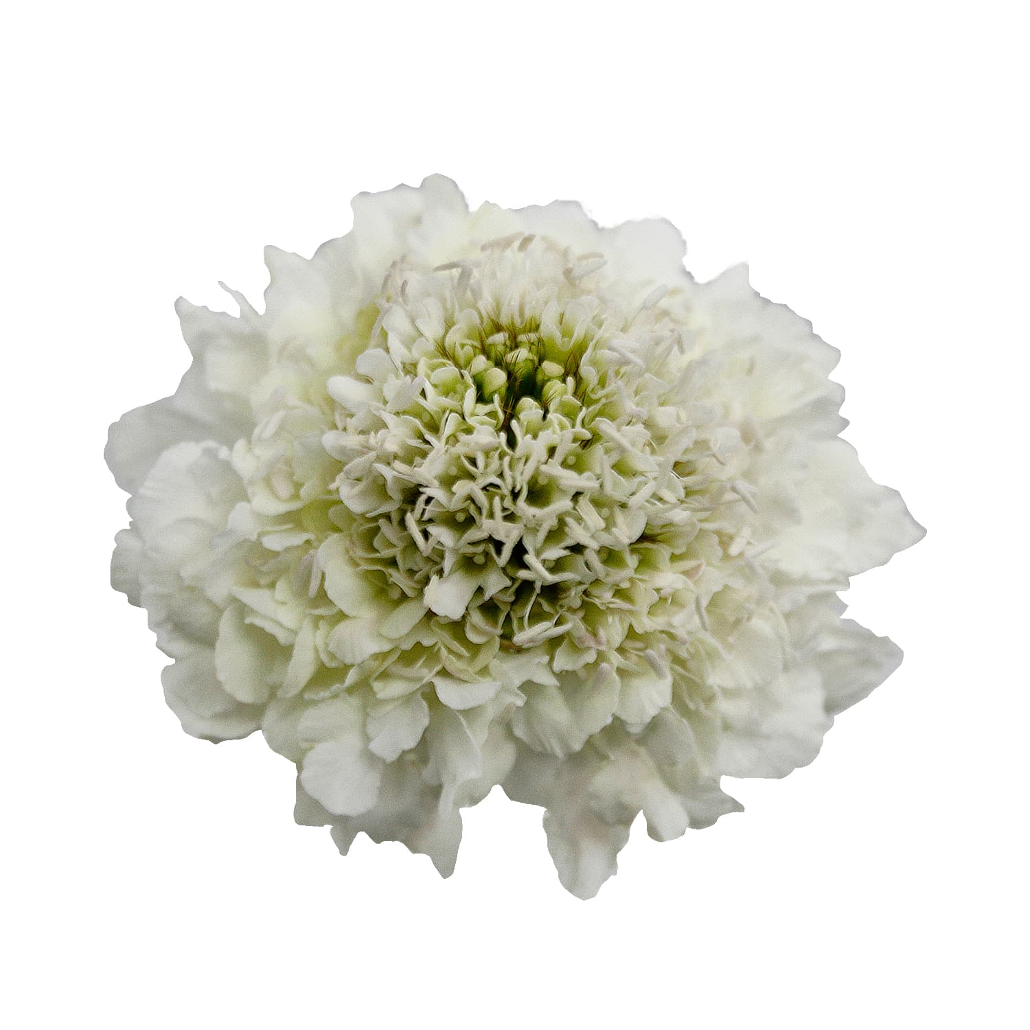 Scabiosa Milky Scoop White 60 Cm