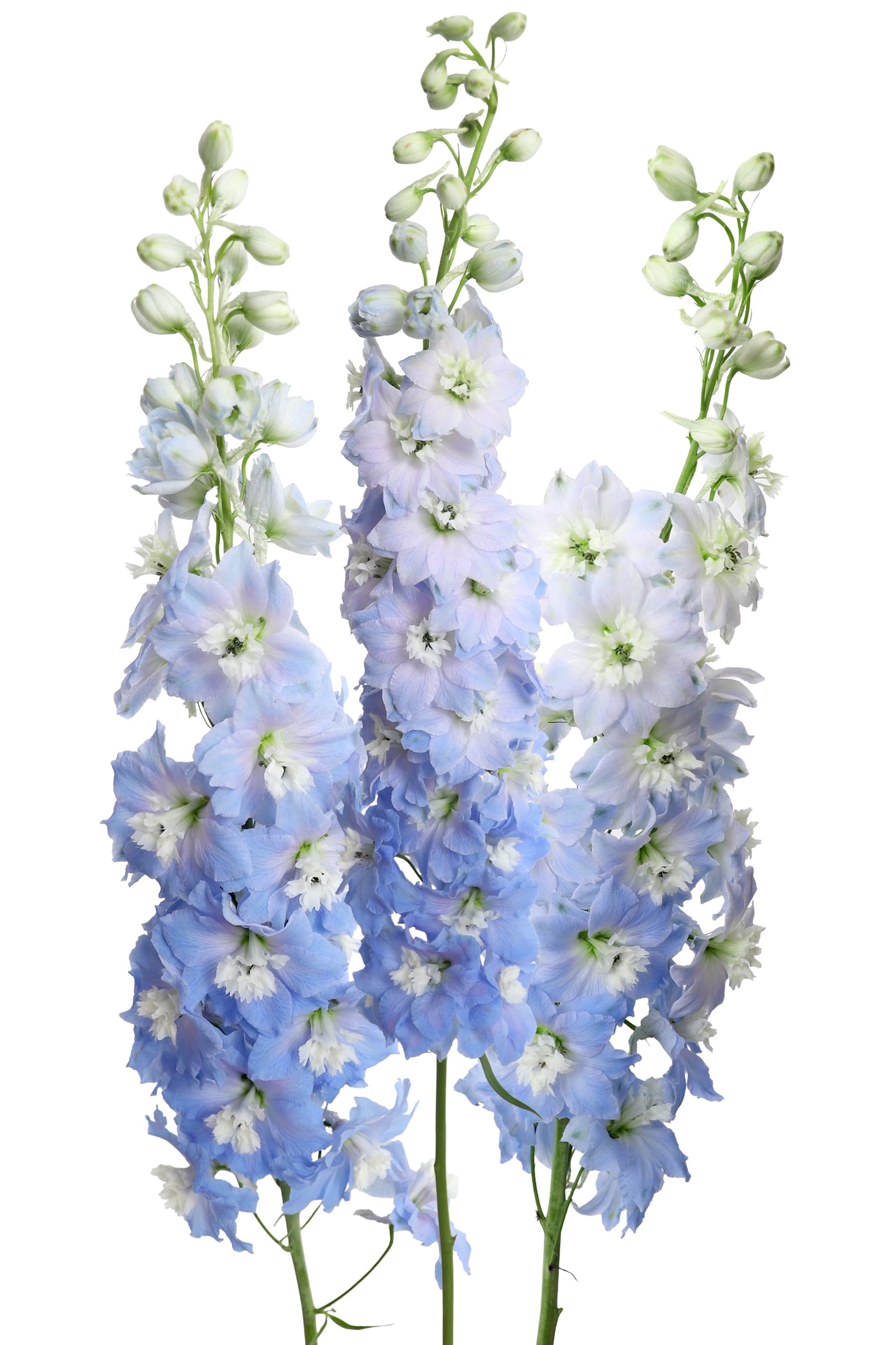Delph Hybrid Elatum Sky Light Blue 90 cm
