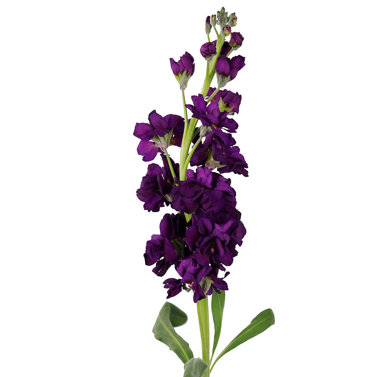 Stock Redish Purple 70 cm
