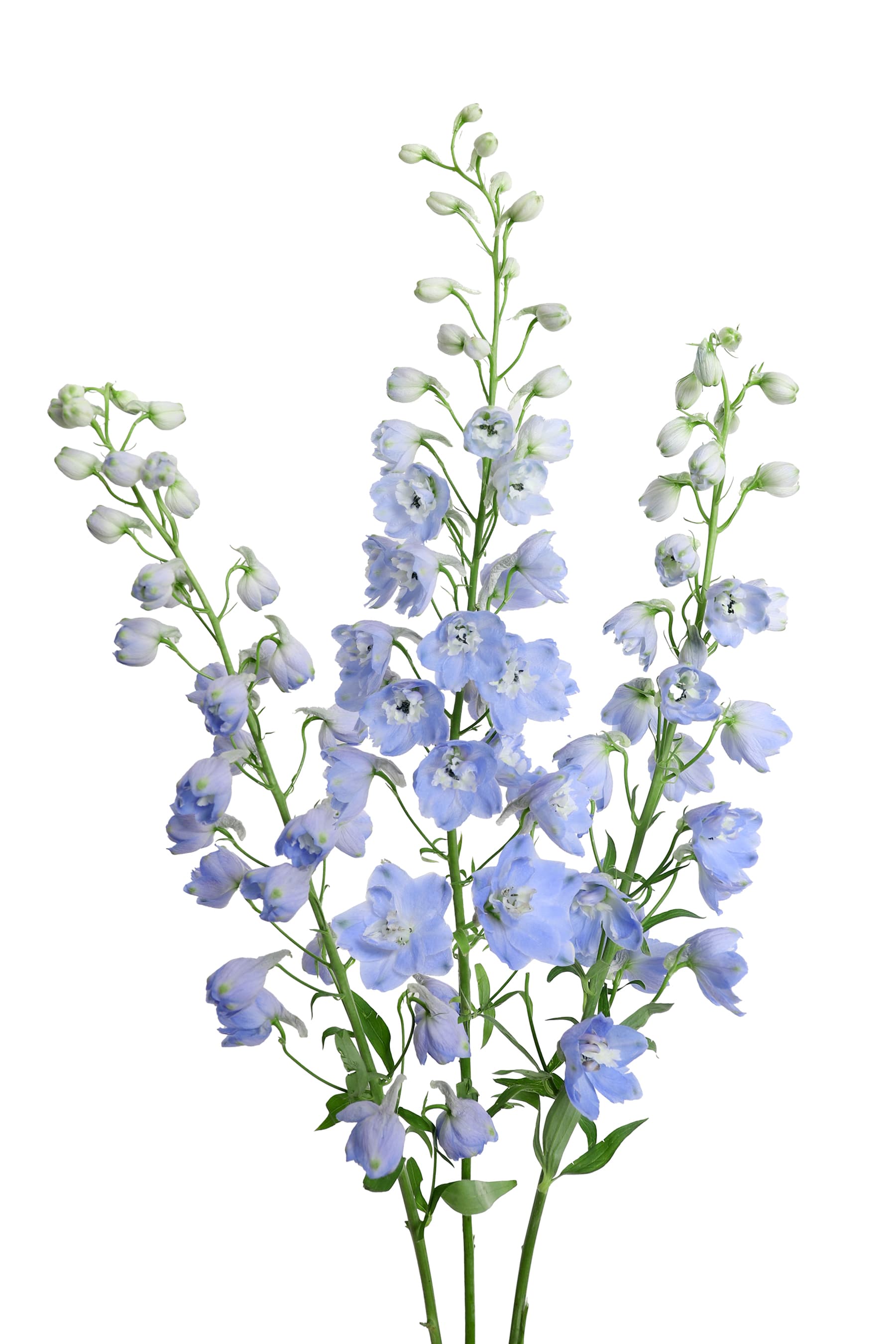 Delph Hybrid Pacific Summer Skies Light Blue 70 Cm