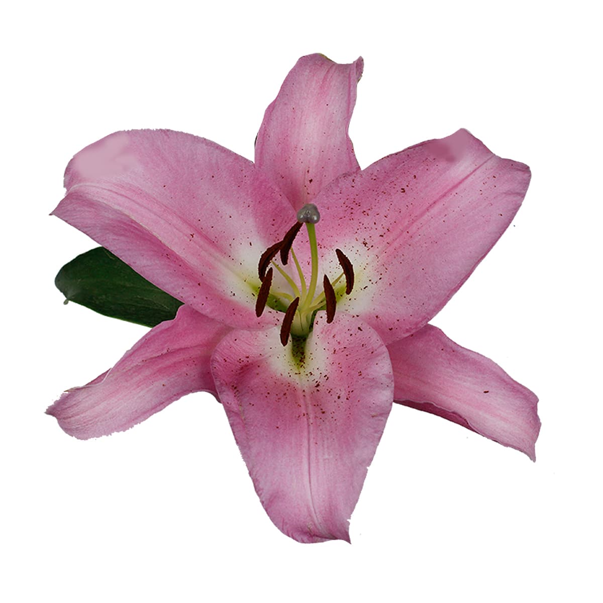 Lily Oriental Trumpet Table Dance Pink 3/5 Blooms