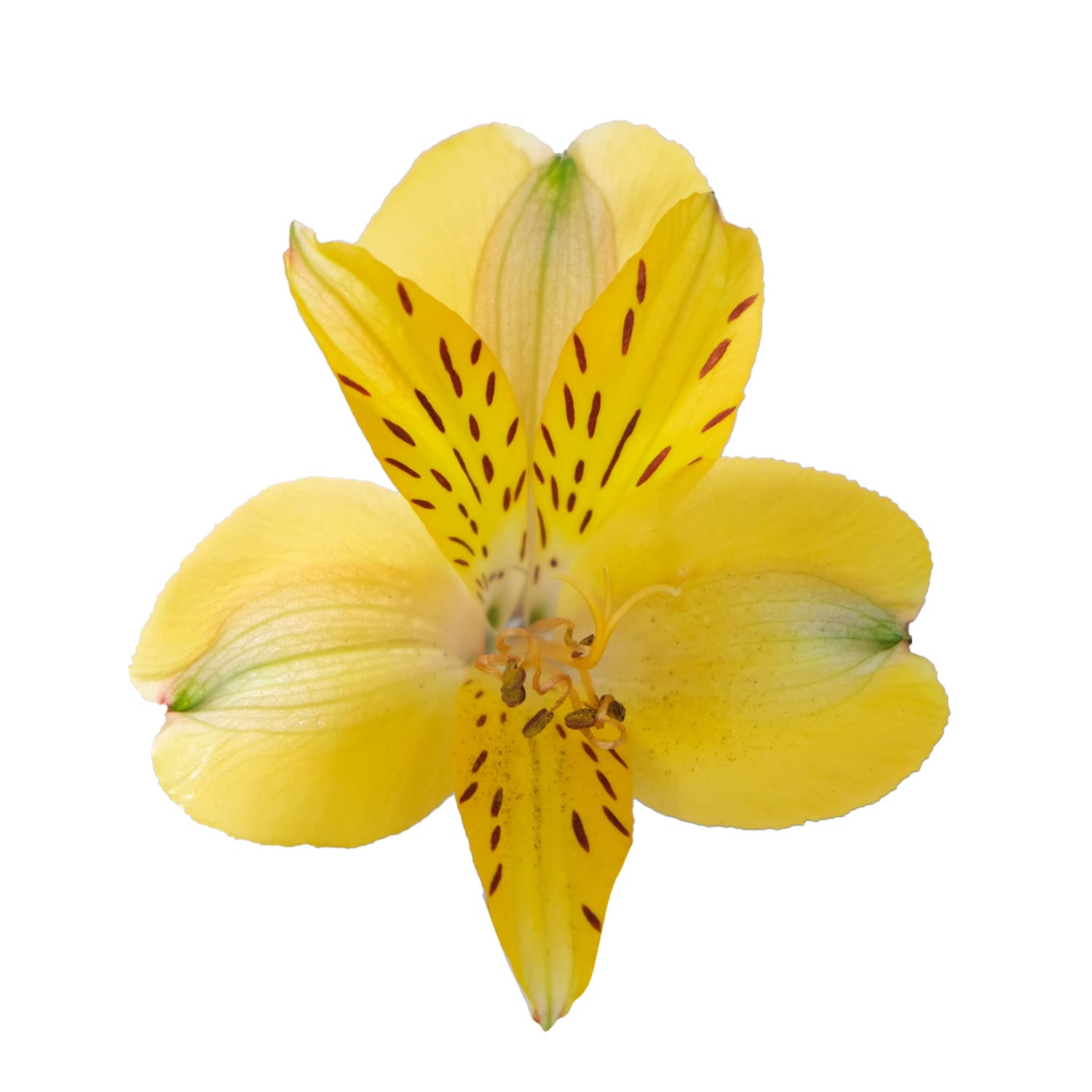 Alstro Senna Yellow Fancy