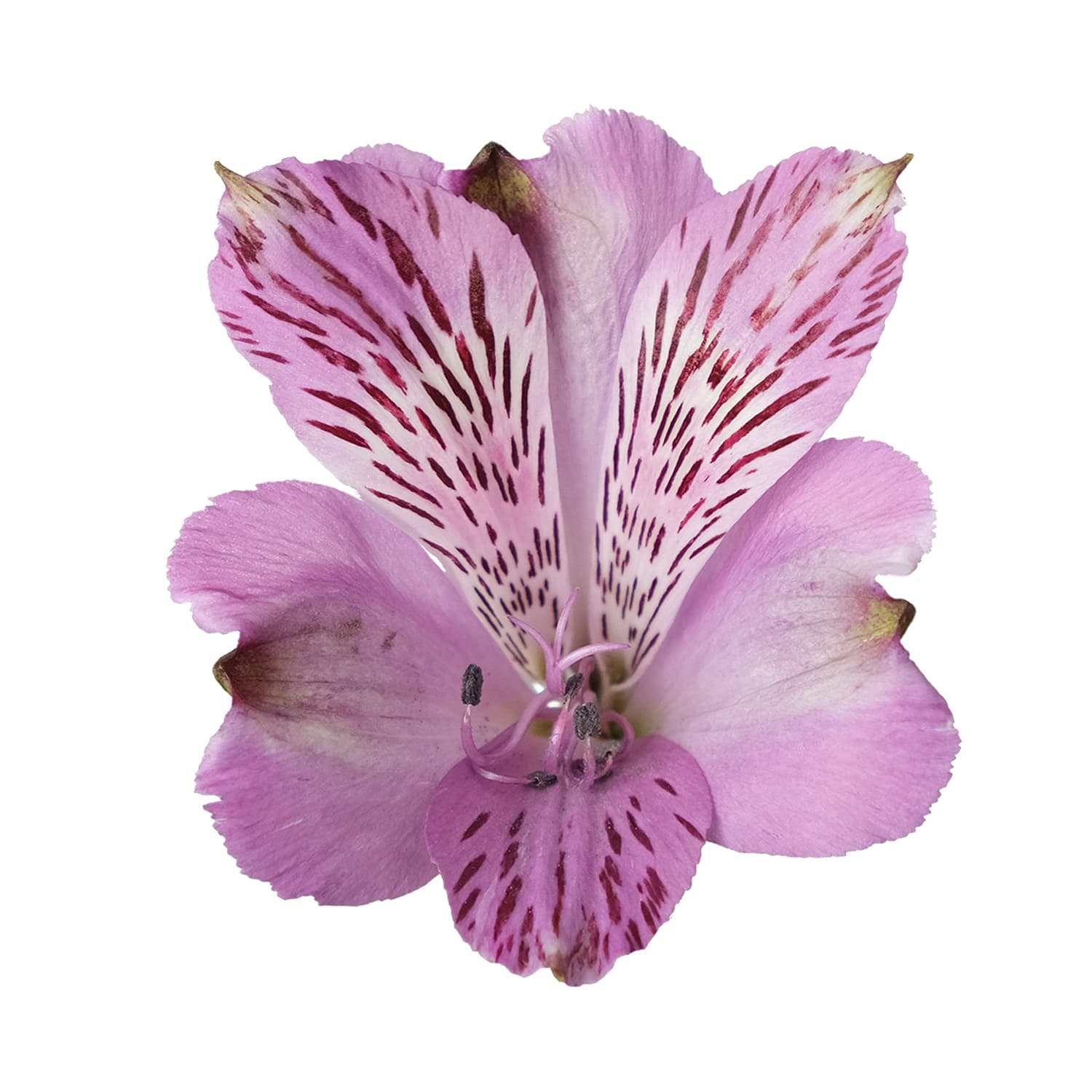 Alstro Clarise Purple Fancy