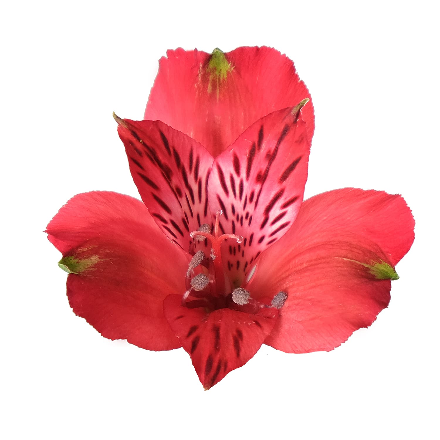 Alstro Nadya Red Sel