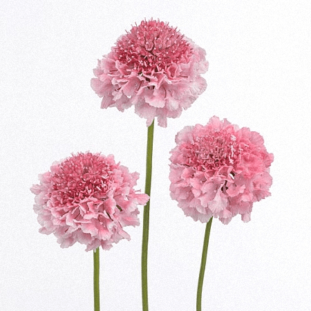 Scabiosa Cotton Candy Scoop Pink 60 Cm