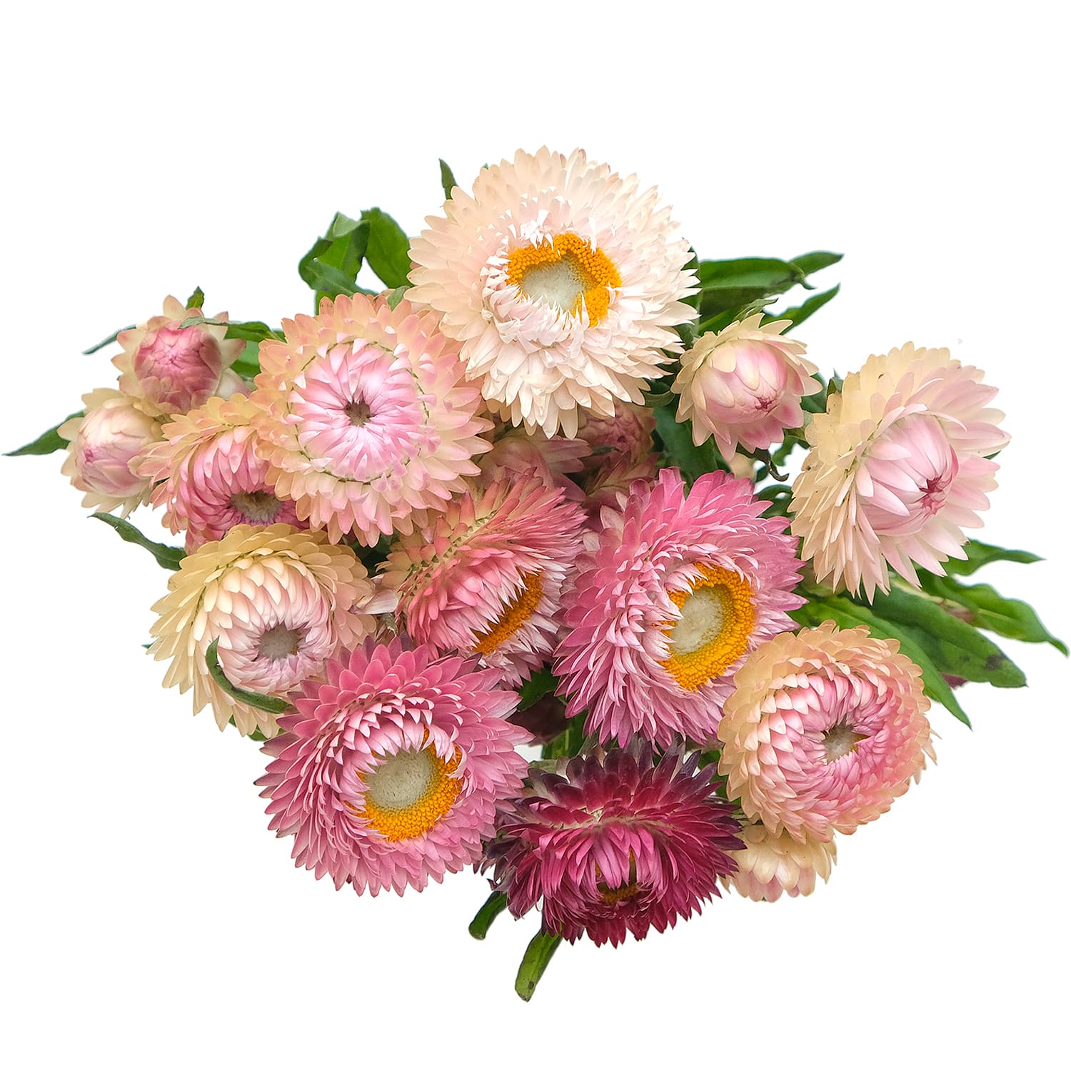 Strawflower Candy Mix Pink Assorted 70 cm