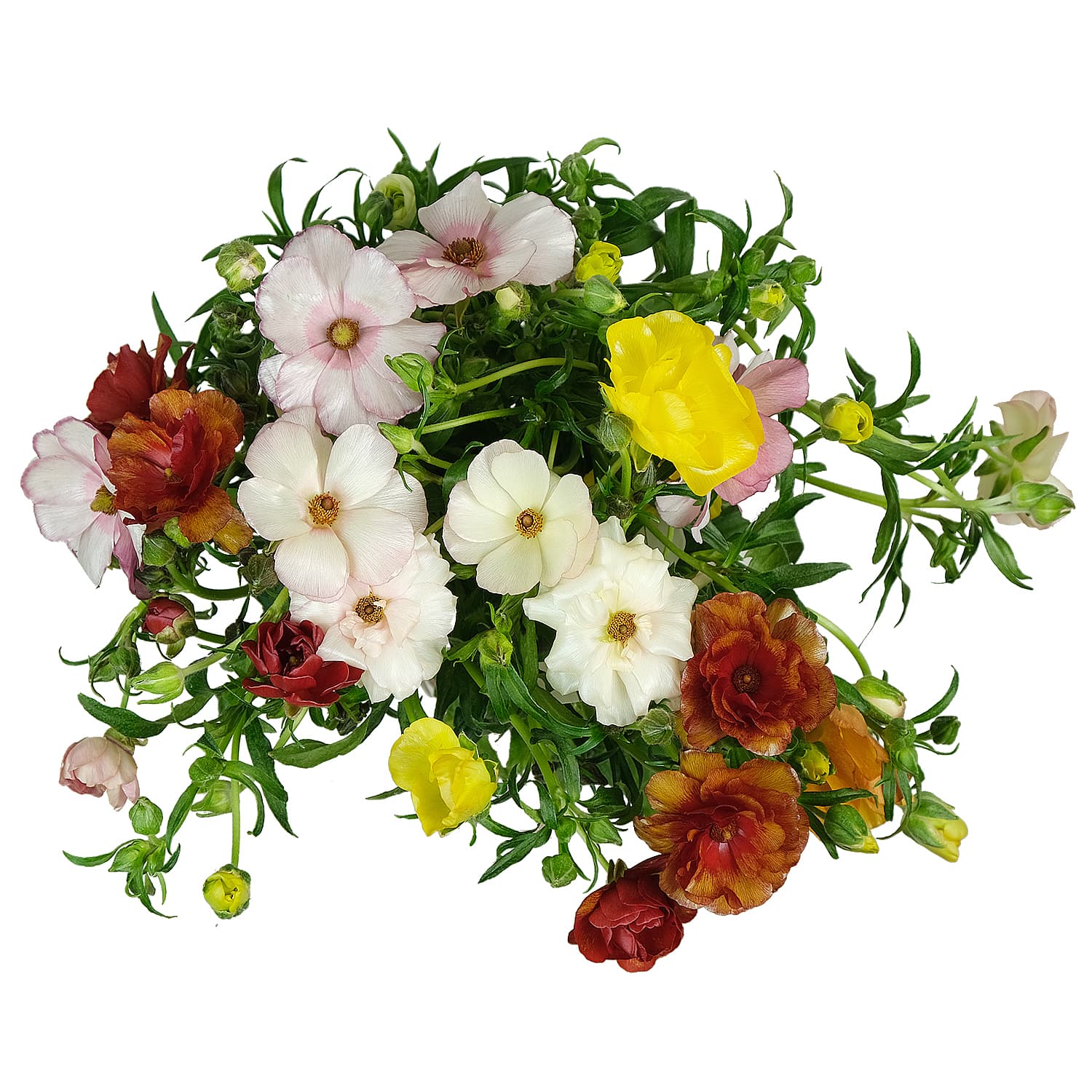 Ranunculus Butterfly Assorted 50 Cm