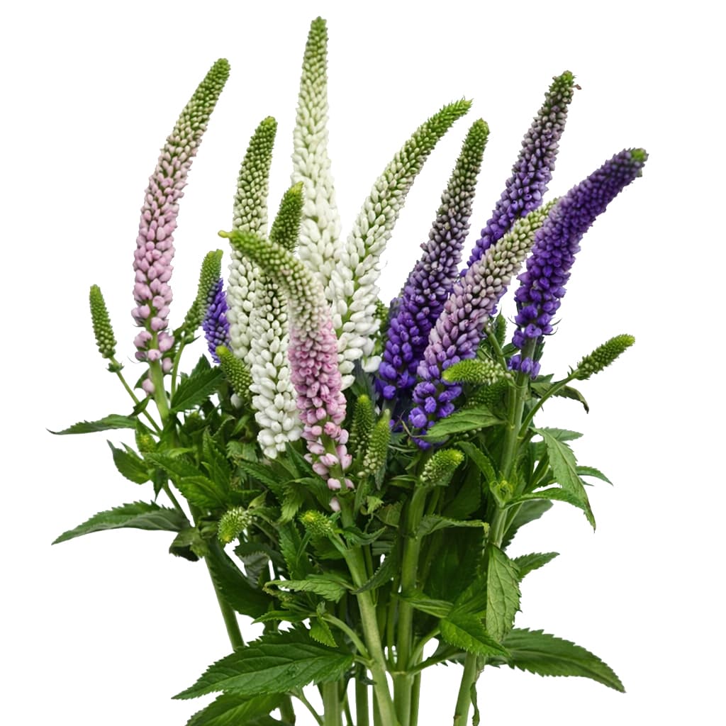 Veronica Skyler Assorted 60 Cm