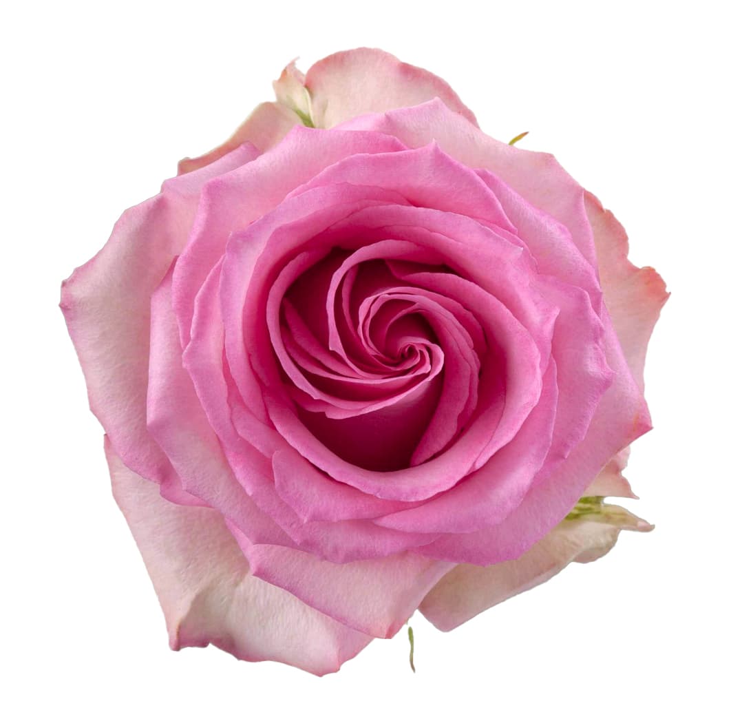 Rose Sweet Unique Bi Pink 40 cm
