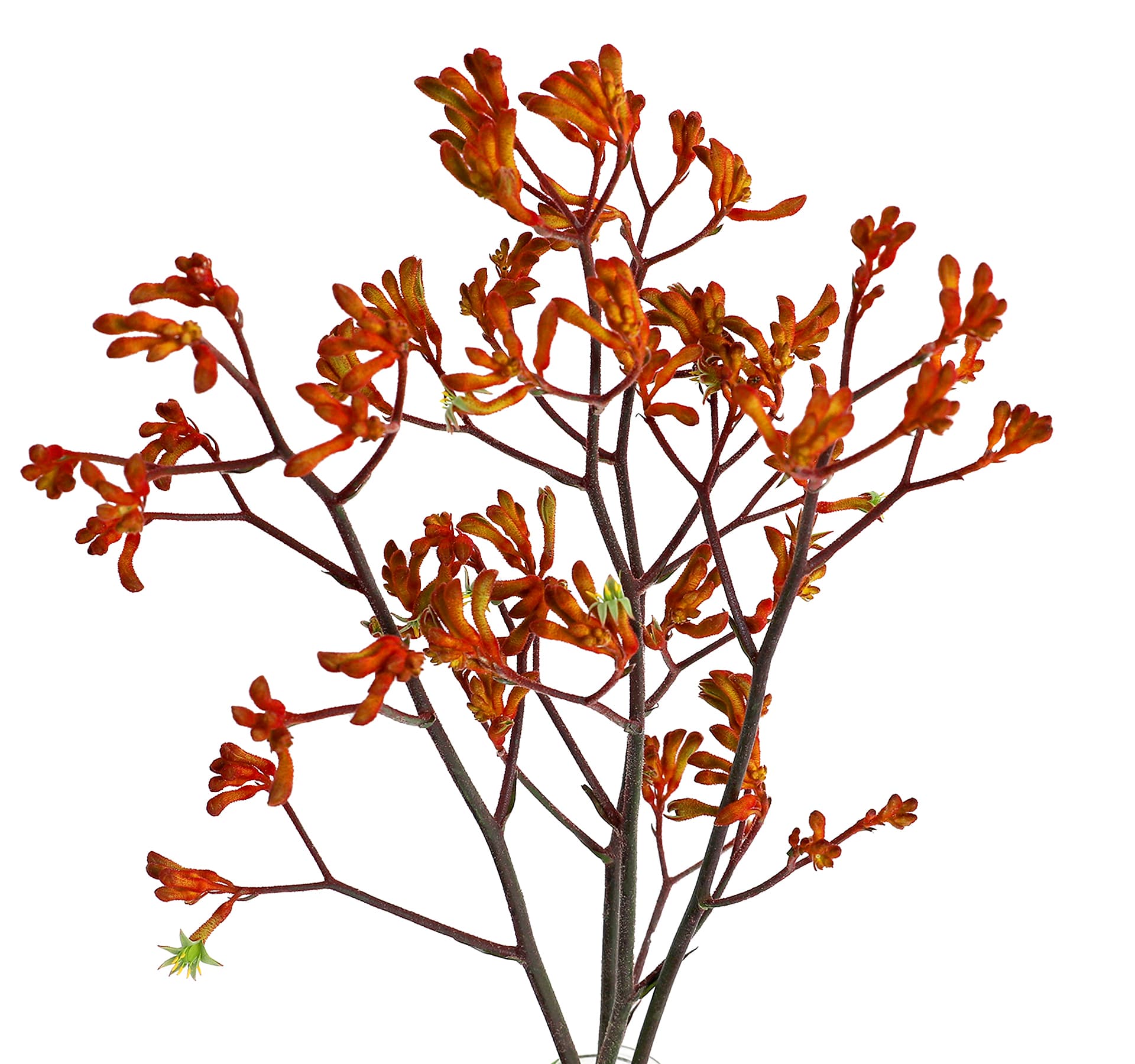 Kangaroo Paws Orange 70 Cm