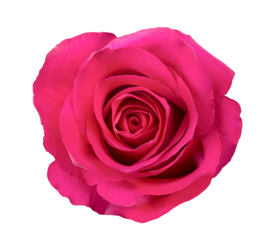 Rose Hot Explorer Dark Pink 70 Cm